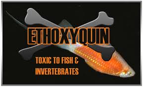 Etoxiquina, un veneno presente en algunos de nuestros pescados de cada día