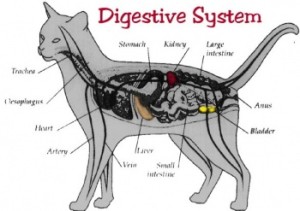 Roger Biduk-Cat-Digestive-Tract