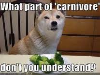carnivore dog