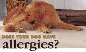 Dog allergies