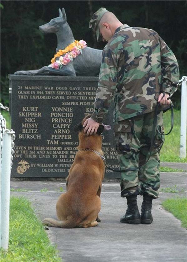 Dog war memorial