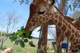 Picture 3 giraffe eating grass