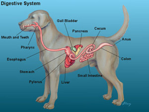 Roger Biduk - Dog digestive tract