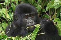 picture 6 gorilla eating