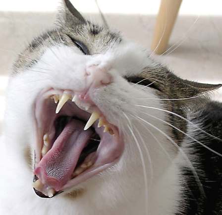 cat-teeth.jpg